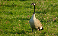 Canadian Goose (Branta canadensis)